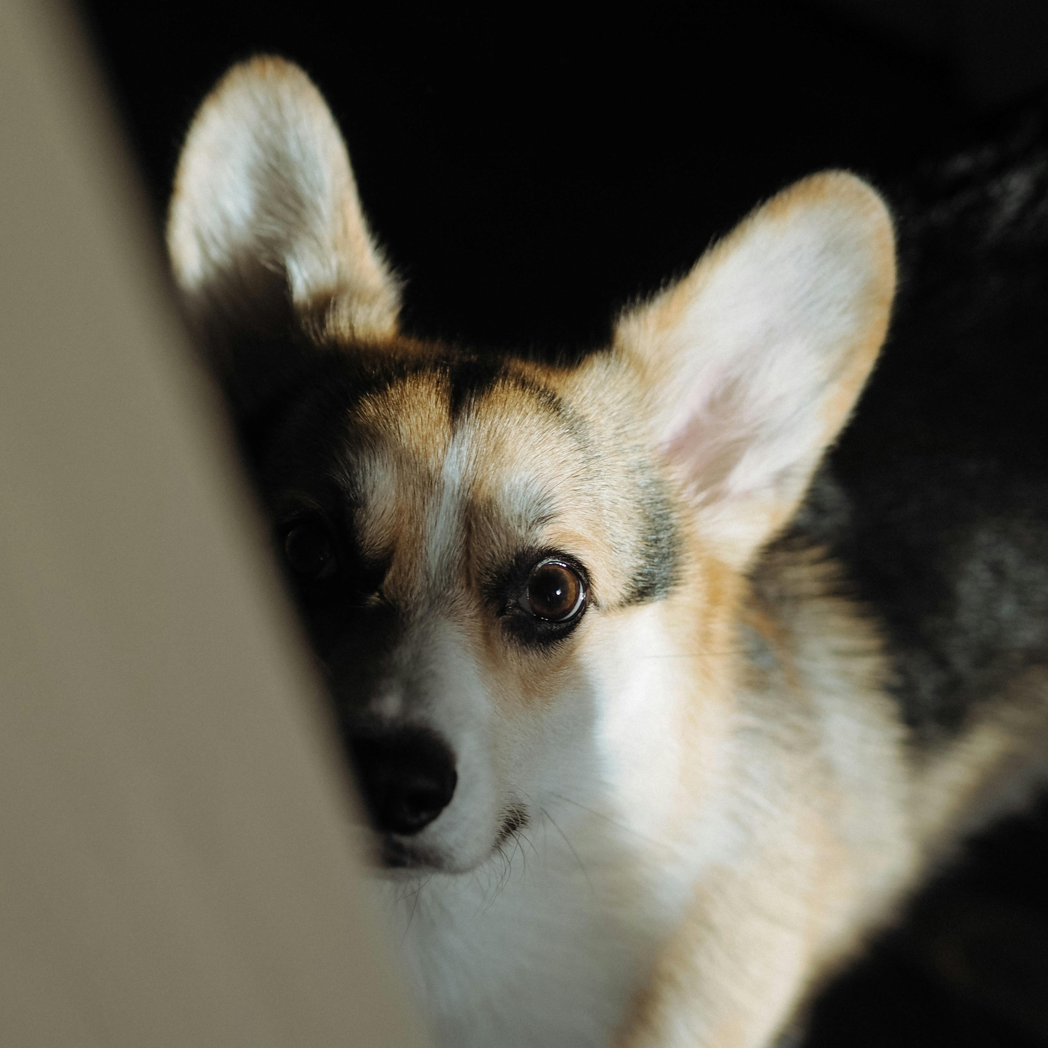 Corgi mascot